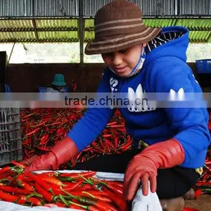 Dried Chilli thumbnail-4