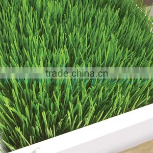 Factory Price ! Hydroponic Wheat / Grass / Bean /seeds Planting Tray thumbnail-1