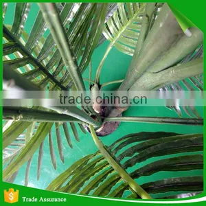 6 Feet 3 Trunk Artificial Cane Palm Silk Tree thumbnail-4