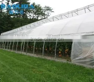 Factory Price BaoLiDa Poly Tunnel Greenhouse For Vegetables /Fruits /Crops thumbnail-3
