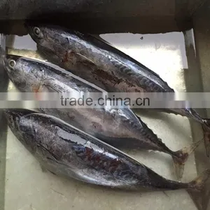 Frozen Whole Bonito Frozen Bonito Tuna Fish Whole Round thumbnail-1