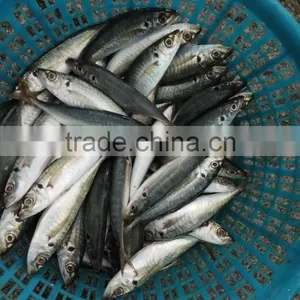 Frozen Hot Sale Horse Mackerel Whole thumbnail-2
