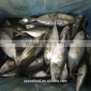 Sea Frozen Big Eye Scad Supplier thumbnail-3