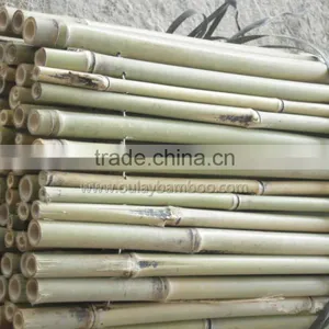 Raw Material Nature Color Tonkin Bamboo Poles/Tsinglee Bamboo thumbnail-1