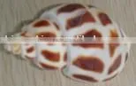 Shell Pendant/fashion Shell Jewelry/shell Accessories/promotion Jewelry/jewelry Accessories/promotion Gift/shells thumbnail-1