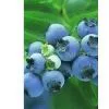Blueberry Anthocyanin thumbnail-1