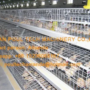 Tanzania Poultry Farm Chicken Shed A Frame Automatic Pullet Cage & Small Chicken Cage Equipment With Drinking & Feeding System thumbnail-3