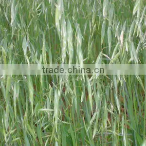 Oats thumbnail-1
