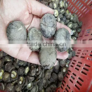 Wholesale Factory Prices for Shiitake 1KG thumbnail-2