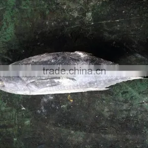 2016 Newly Coming Fish 750g+ Frozen Whole Round Tuna thumbnail-1