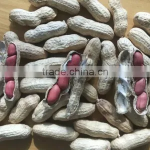 Red Skin Peanuts in Shell 50/60 40/50 , EU Standard thumbnail-1