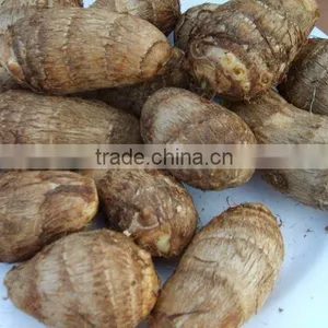 Fresh Taro From China thumbnail-1