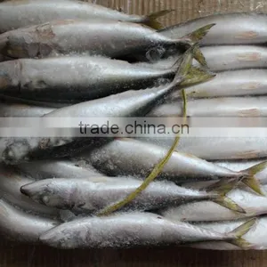 BQF Frozen Mackerel Scomber Japonicus Whole Round thumbnail-1