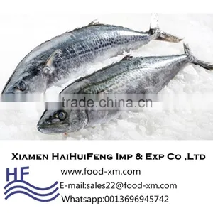 Xiamen Haihuifeng Scomberomorus Niphonius thumbnail-1