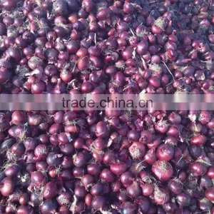 Red Onion With High Qality thumbnail-1