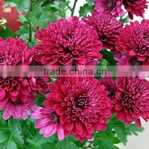 Chrysanthemum Flower thumbnail-1