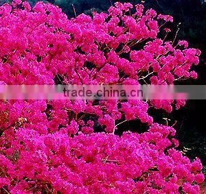 Tabebuia Pentaphylla thumbnail-1