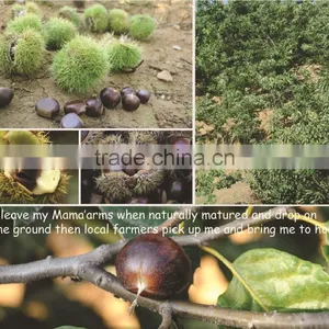 30-40 40-60 2015 Hot Sell Sweet Fresh Chestnuts thumbnail-6