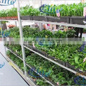 341 Nurse Young Plants in Hothouses thumbnail-4