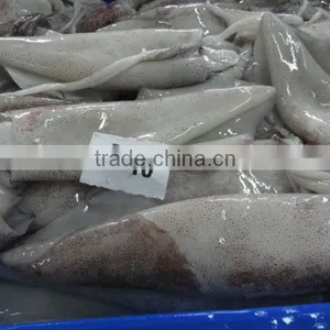 Squid Whole thumbnail-2