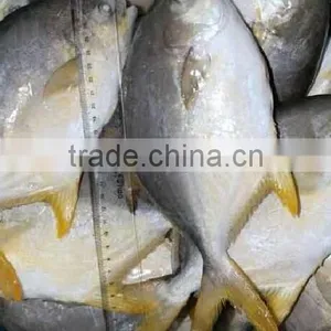 Frozen Golden Pomfret Fish thumbnail-5