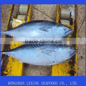 Frozen Whole Round Bonito Fish thumbnail-1