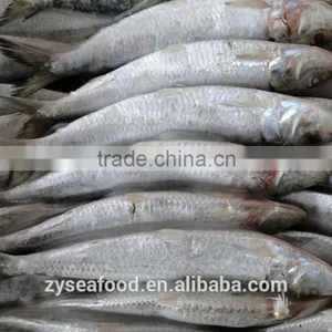 New Stock Sardine Seafood Supplier for Export thumbnail-3