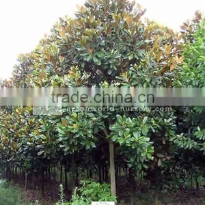 Magnolia Grandiflora Decidous Trees thumbnail-1