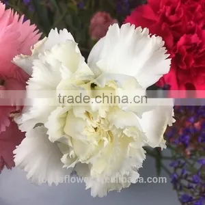 Fragrant Natural Fresh Carnation In Two Tone Plum Flower White For Weddings From Yunnan thumbnail-3