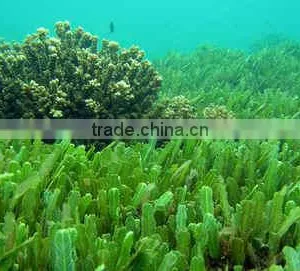 Spirulina Extract thumbnail-4