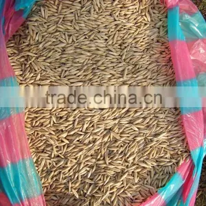 Oats thumbnail-2
