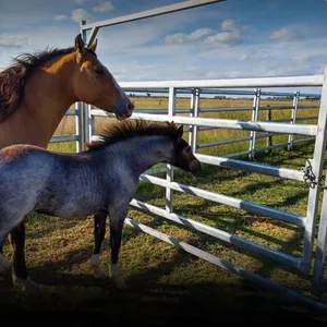 High Quality Durable Galvanized Metal Livestock Pen Panels Modern Horse Yard thumbnail-1
