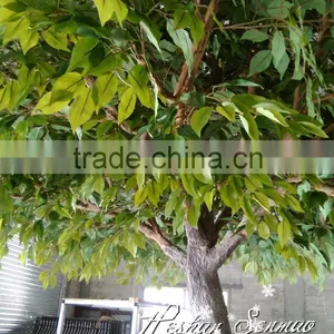 Factory Price Artificial Evergreen Tree Plastic Tree Artificial Carambola Tree for Outdoor Garden Decoration thumbnail-1