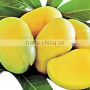 COOL MANGO thumbnail-1