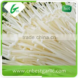 Common Canned Instant Enoki Mushroom Extract thumbnail-2