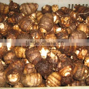 Rice Reaper Taro thumbnail-3