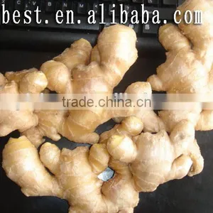 Fresh Washed Ginger thumbnail-1