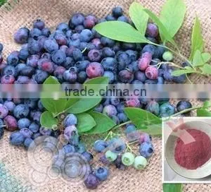 Anti=oxidant Blueberry P.E With Anthocyanidins 5-25% ,Extract Ratio 5:1 and 10:1blueberry Fruit Powder thumbnail-4