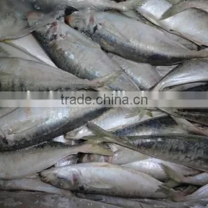 Frozen Horse Mackerel thumbnail-4