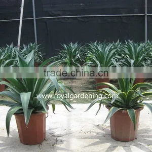 Agave Americana Ornamental Plants thumbnail-1
