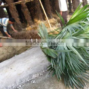 Windmill Palms Good Leaves thumbnail-1