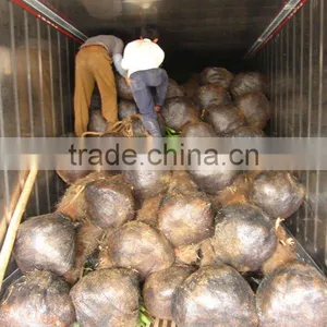 Trachycarpus Fortunei for Export thumbnail-1