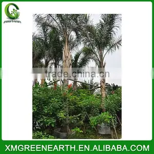 Syagrus Romanzoffiana Palms (1) thumbnail-1