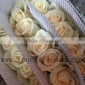 China Hot Sale Rose Cut Vendela Fresh Roses Cut Flowers From China thumbnail-2