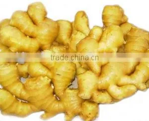 Baked Low Sulphur Natural Ginger Slice, Dehydrated Ginger Slice thumbnail-5