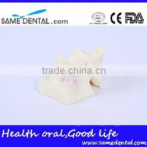 Sinus Lift Practice Model Dental Eduction Assitant No. DEA-23 thumbnail-1