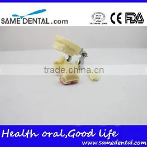 Dental Implant Practice Model DEA-31 Teeth Implant Models thumbnail-3