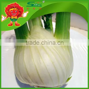 FRESH FENNEL thumbnail-3