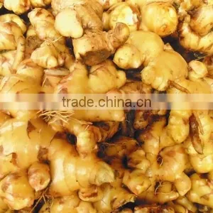 Ginger, Fresh Ginger, Ginger Viet Nam 2014 thumbnail-1