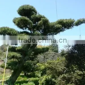 Japanese Bonsai Tree Podocarpus Macrophylls thumbnail-1